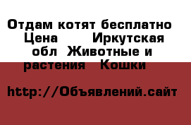 Отдам котят бесплатно › Цена ­ 1 - Иркутская обл. Животные и растения » Кошки   